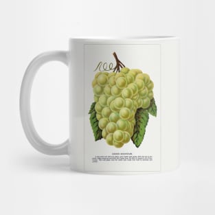 Green Mountain Grape Lithograph (1900) Mug